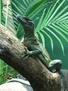 zoo lizard inspiration