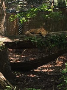 fox zoo inspiration